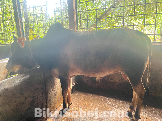 কুরবানি উপযোগী দেশি ষাড় গরু